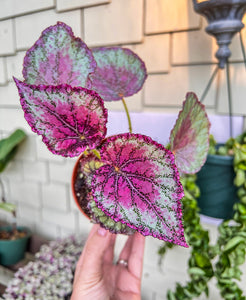 4" Begonia Rex “ Harmony’s Peace”