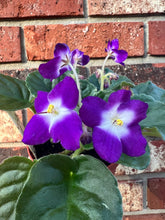 Load image into Gallery viewer, 4&quot;  African Violet “Sugar Plum Dream”
