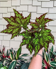 Load image into Gallery viewer, 4" Begonia Rex “Phoe’s Butterscotch”
