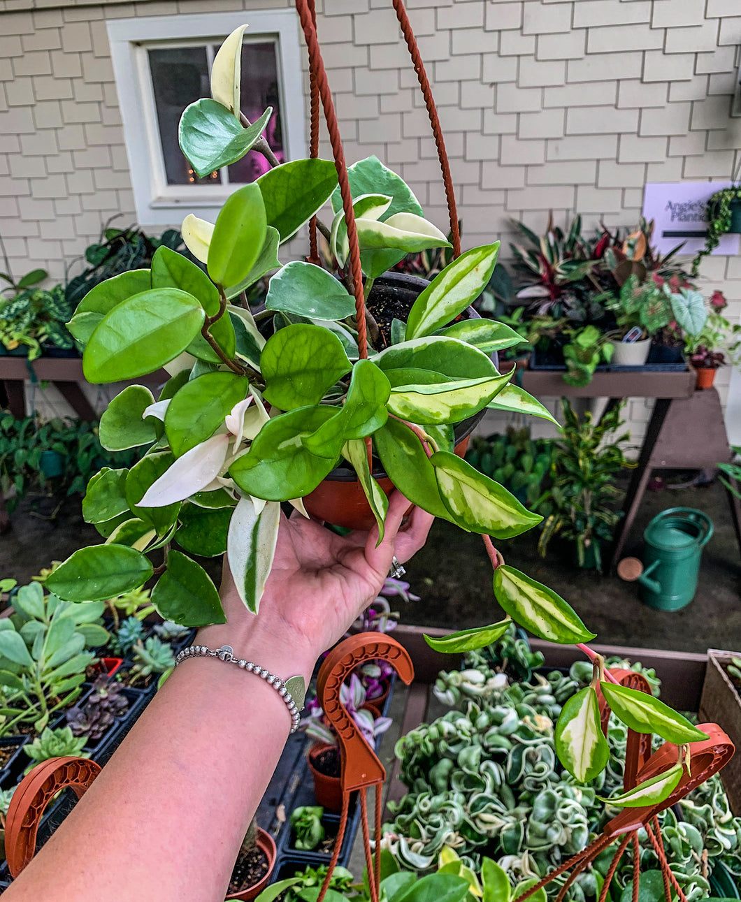 6” Hoya Carnosa Krimson Princess & Queen HB