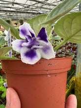 Load image into Gallery viewer, 4&quot;  African Violet &quot;VaT Light in the Night&quot;
