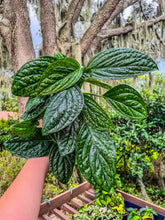 Load image into Gallery viewer, 6&quot; Monstera Peru
