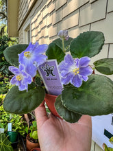 Load image into Gallery viewer, 4&quot;  African Violet “ RS Ariel”
