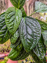 Load image into Gallery viewer, 6&quot; Monstera Peru
