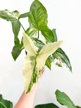 Load image into Gallery viewer, 4” Syngonium Albo Variegated
