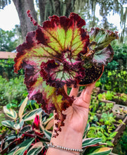 Load image into Gallery viewer, Begonia Rex “Harmony’s Witchy Women” 4” Rare find

