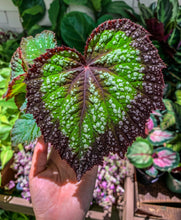 Load image into Gallery viewer, 4" Begonia Rex “Nightfall”
