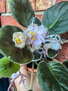 4"  African Violet "Harmony’s Mean Green"