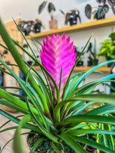 Load image into Gallery viewer, 4&quot;  Tillandsia Cyanea bromeliad Pink Quill
