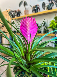 4"  Tillandsia Cyanea bromeliad Pink Quill