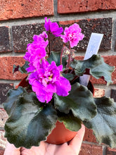 Load image into Gallery viewer, 4&quot;  African Violet “Ness’ Fantasy Gold”
