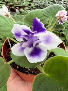 4"  African Violet "VaT Light in the Night"
