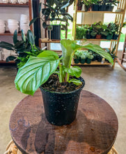 Load image into Gallery viewer, 4" Calathea Orbifolia

