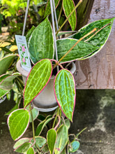 Load image into Gallery viewer, Hoya macrophylla albomarginata HB
