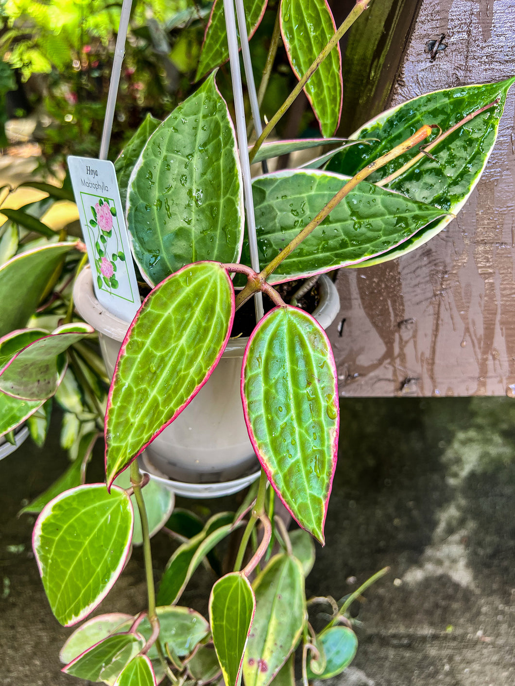 Hoya macrophylla albomarginata HB