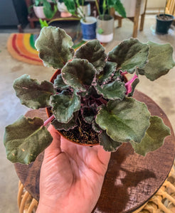 African Violet "Apache Redcoats"