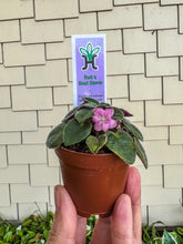 Load image into Gallery viewer, Mini African Violet “Rob’s Dust Storm“
