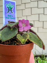 Load image into Gallery viewer, Mini African Violet “Rob’s Dust Storm“
