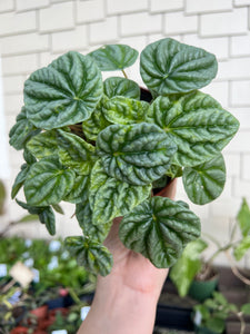 4" Silver Frost Peperomia