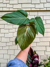 Load image into Gallery viewer, Philodendron summer glory (gloriosum x mccolley hybrid) 6”
