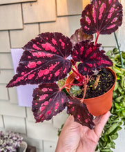 Load image into Gallery viewer, 4" Begonia Rex “ Harmony’s Red Hots”
