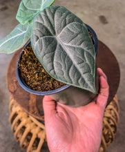Load image into Gallery viewer, 4&quot; Alocasia Maharani, Grey Dragon, Jewel
