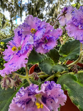 Load image into Gallery viewer, 4&quot;  African Violet &quot;Amour Elite&quot;
