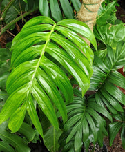 Load image into Gallery viewer, Mature Rhaphidophora Decursiva
