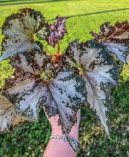 Load image into Gallery viewer, 4&quot; Begonia &#39;Dejah Thoris&#39;
