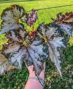 4" Begonia 'Dejah Thoris'
