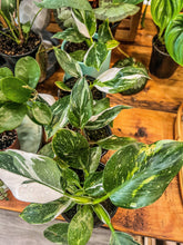 Load image into Gallery viewer, 4” Philodendron White Wizard high variegation &#39;
