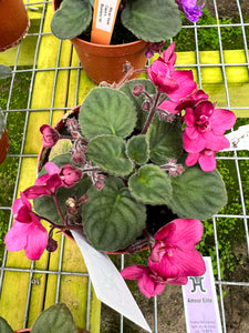 4"  African Violet "Hunter’s Fire & Ice"