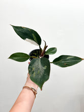 Load image into Gallery viewer, 4” Philodendron White Knight
