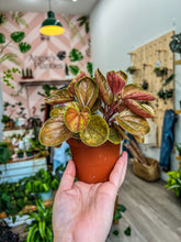 Load image into Gallery viewer, 4&quot; Peperomia Harmony’s Great Pumpkin
