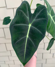 Load image into Gallery viewer, 6" Alocasia Frydek
