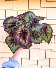 Load image into Gallery viewer, Begonia Rex “Harmony’s Andromeda” 4"
