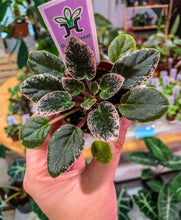 Load image into Gallery viewer, Mini African Violet “Grape Treat“
