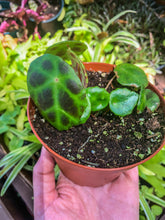 Load image into Gallery viewer, 4” Begonia kingiana
