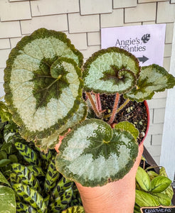 4" Begonia “Escargot”