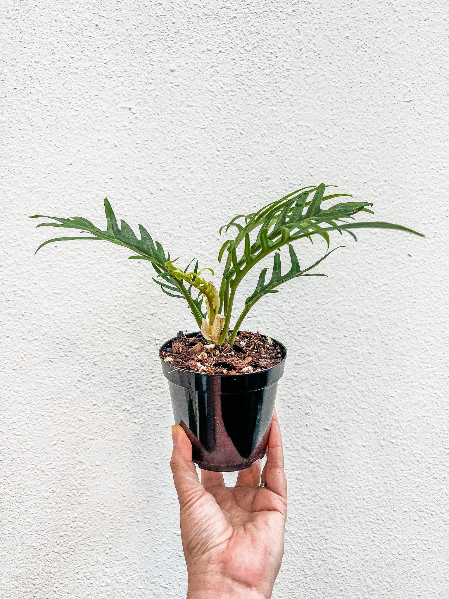 philodendron elegans vs tortum 4" Philodendron Tortum – Angie's Planties