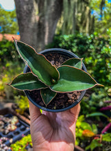 Load image into Gallery viewer, Sansevieria Samurai 4"
