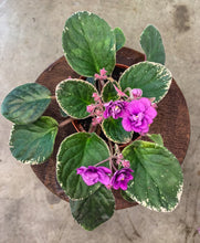 Load image into Gallery viewer, 4&quot;  African Violet &quot;Nancy Reagan&quot;
