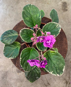 4"  African Violet "Nancy Reagan"