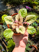 Load image into Gallery viewer, 4&quot;  African Violet &quot;Ethel’s Wild Side&quot;
