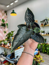 Load image into Gallery viewer, RARE Alocasia Antoro Velvet
