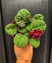 Load image into Gallery viewer, 4&quot;  African Violet &quot;Bob Serbin&quot;
