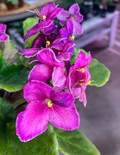Load image into Gallery viewer, 4&quot;  African Violet &quot;Sunset Kiss&quot;
