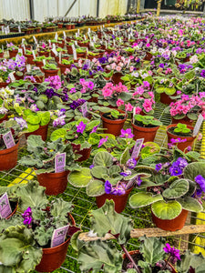 Mystery African Violets TWO - 4” African Violets