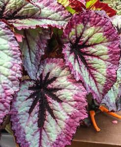 4" Begonia Rex “Harmony’s Firewomen”