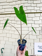 Load image into Gallery viewer, 4&quot; Alocasia Zebrina
